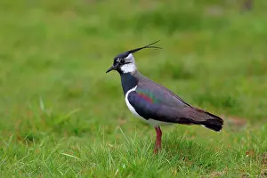 Lapwing: Vanneau (Vanellus vanellus) stands in a meadow