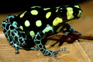 Toxins: Vanzolini's Poison Frog