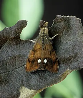 Antiqua: Vapourer moth
