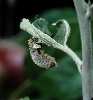 Malus: Vapourer moth