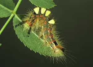 Antiqua: Vapourer moth caterpillar