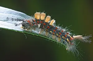 Rusty: Vapourer (Orgyia antiqua) caterpillar on a leaf
