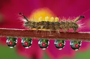 Antiqua: Vapourer (Orgyia antiqua) caterpillar on stem w