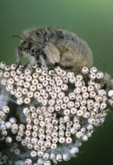 Rusty: Vapourer (Orgyia antiqua) female laying eggs, B
