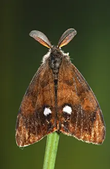 Rusty: Vapourer (Orgyia antiqua) moth on top of a stem
