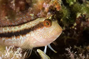 Blenny: Variable blenny, Parablennius pilicornis, Marine Protected a