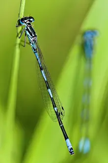 Bluet: Variable Bluet