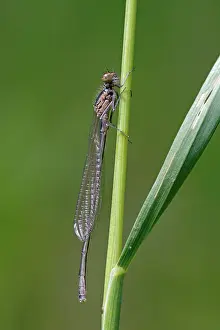 Bluet: Variable Bluet