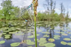 Bluet: Variable Bluet