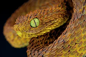 Squamiger: Variable bush viper (Atheris subocularis)