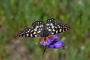 Nymphalid: Variable Checkerspot Butterfly