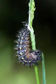 Silk: Variable Checkerspot pupating