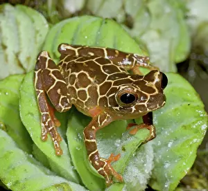 Triangulum: Variable Clown Treefrog