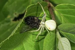 Suck: Variable crab spider (Misumena vatia) sucking on