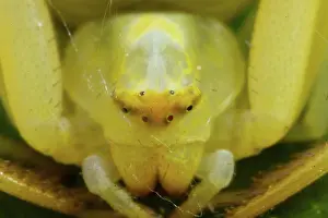 Goldenrod: Variable crab spider yellow spider head portrait