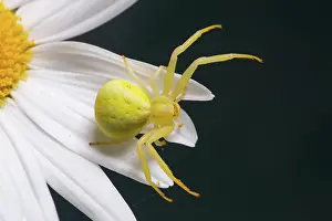 Goldenrod: Variable crab spider yellow spider with legs spread