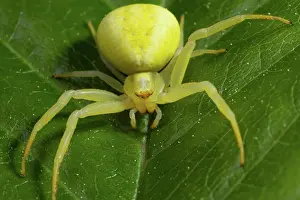 Goldenrod: Variable crab spider yellow spider with spread legs