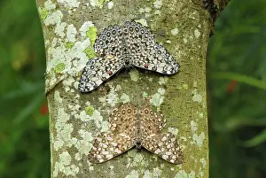Cracker: Variable Cracker Butterfly