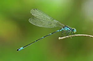 Bluet: Variable Damselfly Variable Bluet