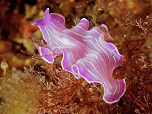 Worm: Variable flatworm (Prostheceraeus giesbrechtii)