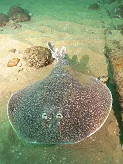 Electric: Variable gulf torpedo (Torpedo sinuspersici), Aliwal
