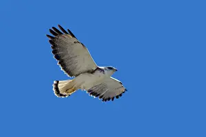 Polyosoma: Variable Hawk / Red-backed Hawk - female in flight