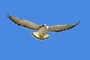 Polyosoma: Variable Hawk / Red-backed Hawk - female in flight