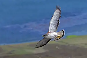 Polyosoma: Variable Hawk / Red-backed Hawk - female in flight