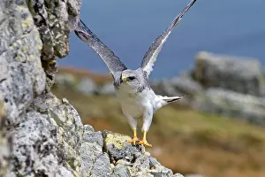 Polyosoma: Variable Hawk / Red-backed Hawk - male