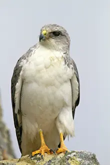 Polyosoma: Variable Hawk / Red-backed Hawk - male
