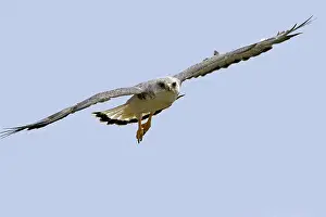 Polyosoma: Variable Hawk / Red-backed Hawk - male in flight