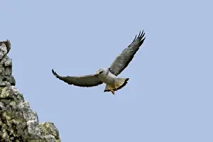 Polyosoma: Variable Hawk / Red-backed Hawk - male in flight