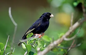 Vidua: VARIABLE INDIGOBIRD / Black Widow-finch