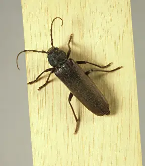 Longhorn: Variable Longhorn Beetle (Stenocorus meridianus)
