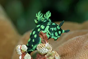Neon: Variable neon slug (Nembrotha kubaryana), eats sea