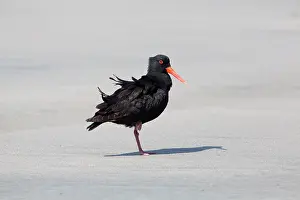 Oystercatchers: Variable Oystercatcher