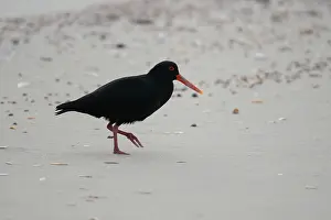 Harbour: Variable Oystercatcher
