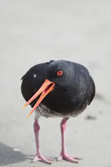 Oystercatcher: Variable Oystercatcher - Ashley Estuary - South