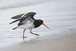 Oystercatcher: Variable Oystercatcher - Ashley Estuary - South