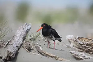 Oystercatcher: Variable Oystercatcher - Ashley Estuary - South