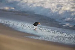 Oystercatchers: Variable Oystercatcher - on beach