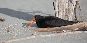 Oystercatchers: Variable Oystercatcher - False brooding as it sits