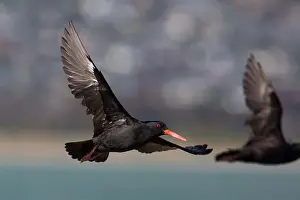 Oystercatcher: Variable Oystercatcher - In flight at the estuary