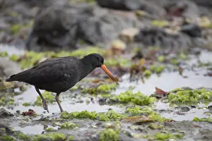 Oystercatcher: Variable Oystercatcher - Foraging along the rocky
