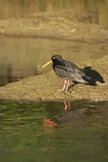 Haematopus: Variable Oystercatcher (Haematopus unicolor)