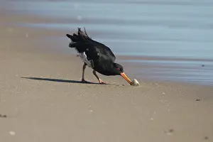 Oystercatchers: Variable Oystercatcher - opening a tuatua