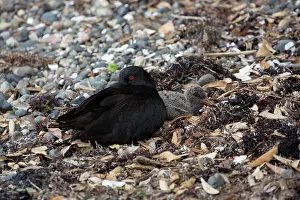 Oystercatchers: Variable Oystercatcher - Resting - with a chick