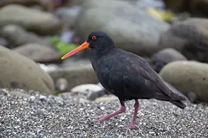 Oystercatchers: Variable Oystercatcher - among shingle and rocks