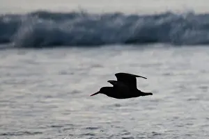 Harbour: Variable Oystercatcher silhouette