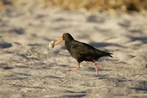Oystercatchers: Variable Oystercatcher - with a tuatua shellfish